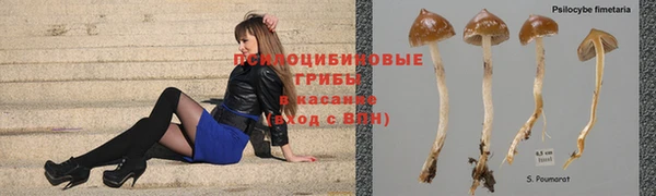 шишки Бородино